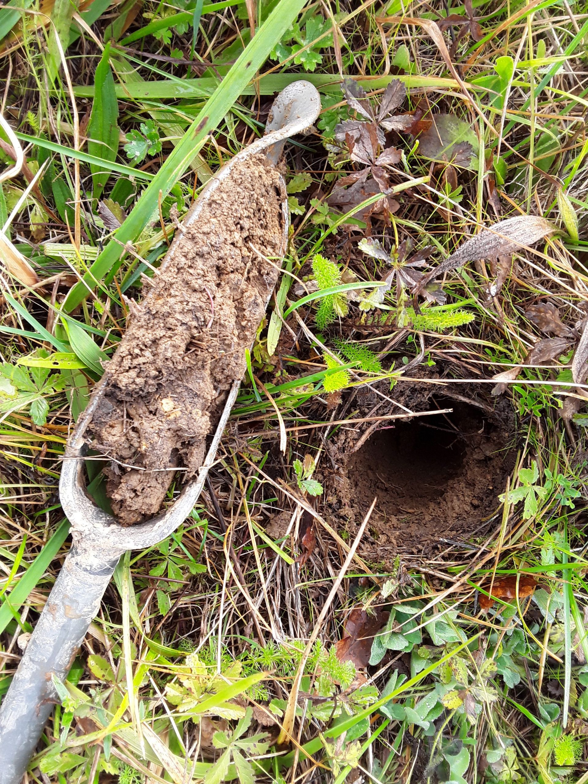 Sondage pédologique