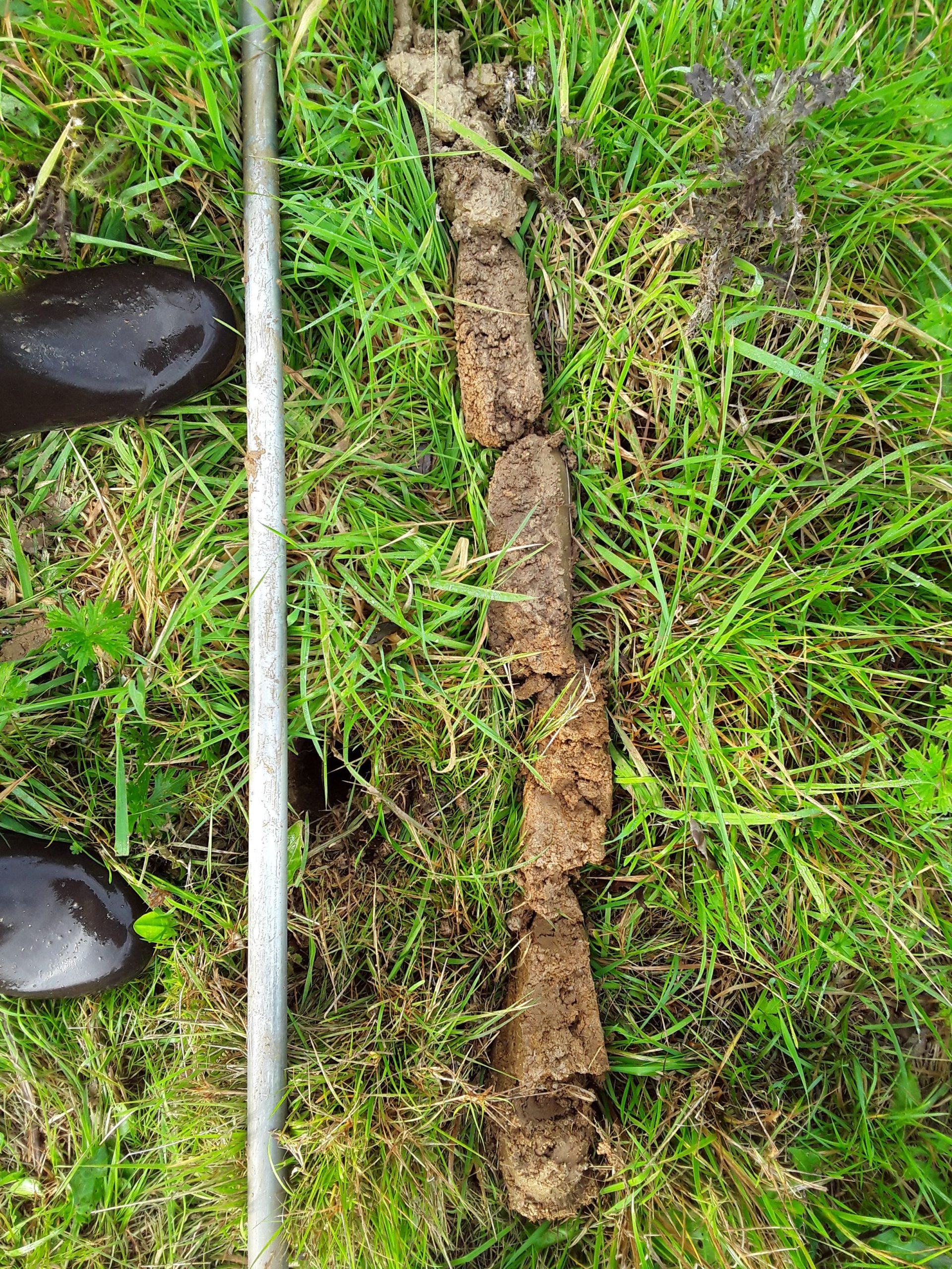 Délimitation de zones humides