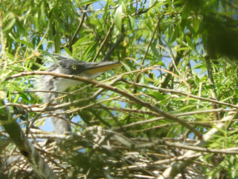 Diagnostic écologique faune flore