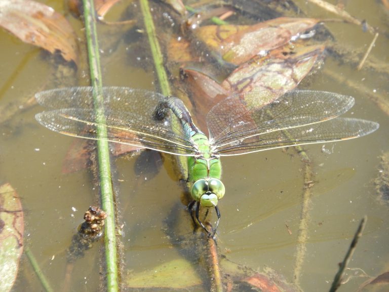 Diagnostic écologique faune et flore