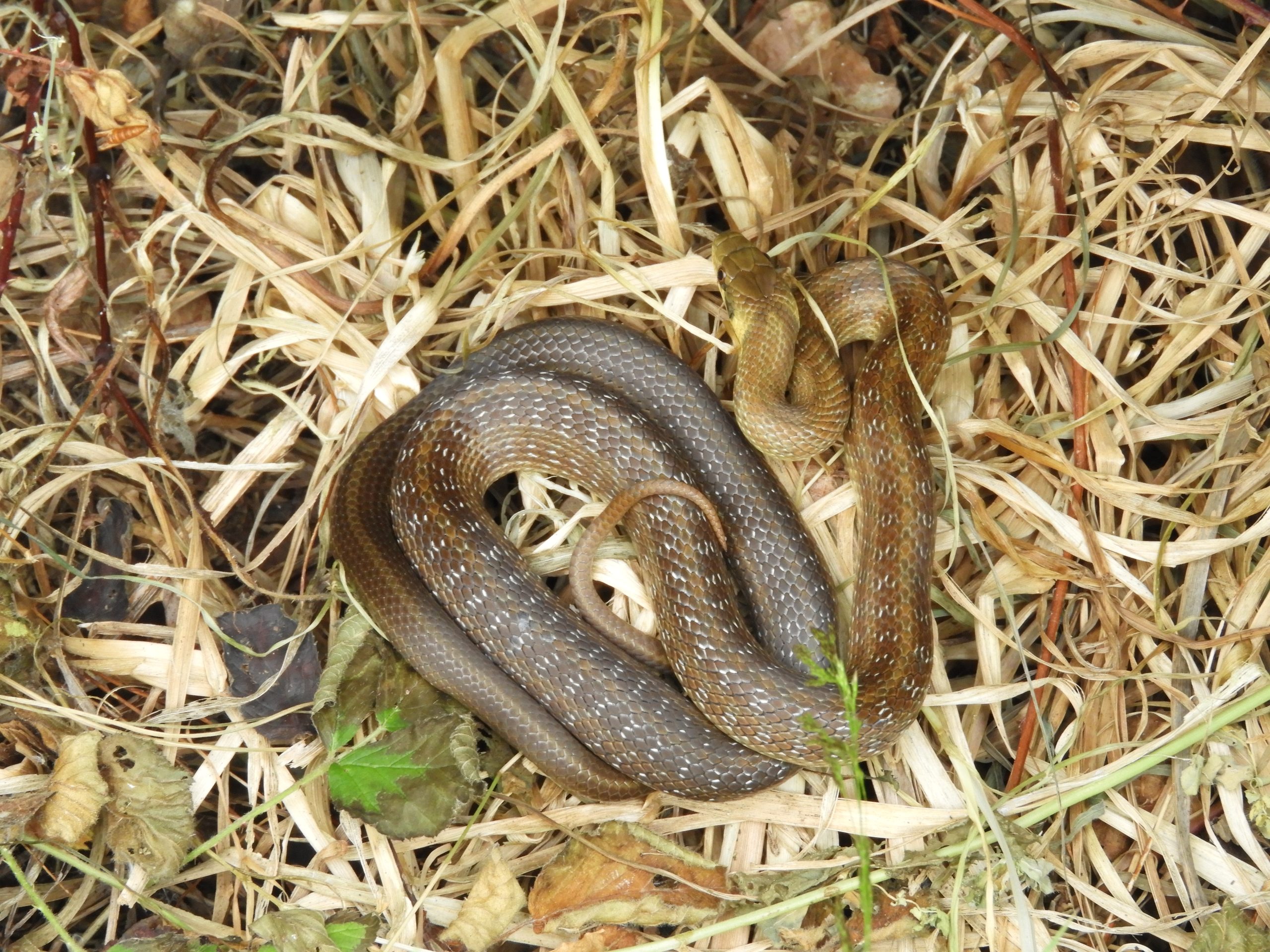 Diagnostic écologique faune et flore