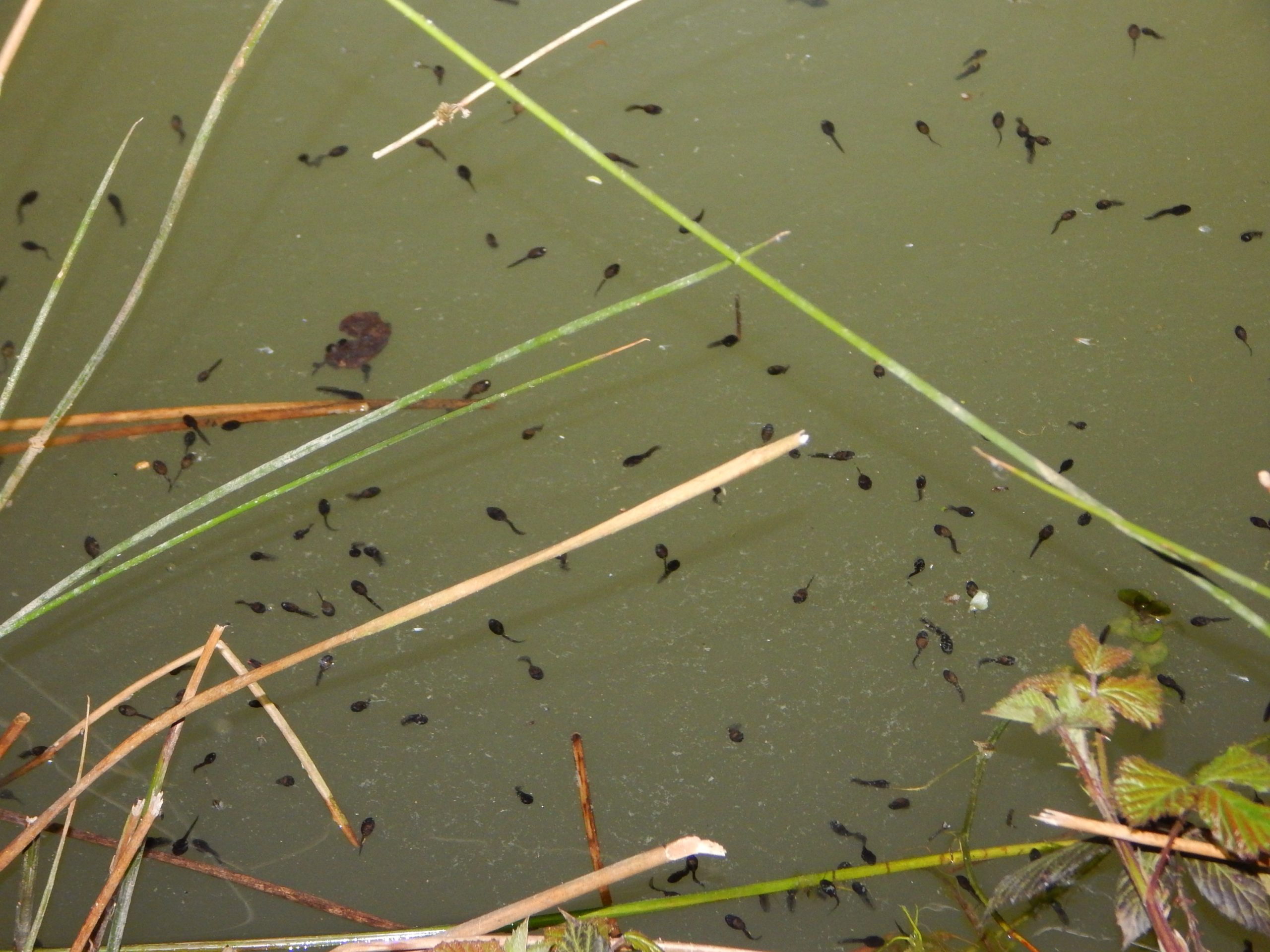 Diagnostic écologique faune flore