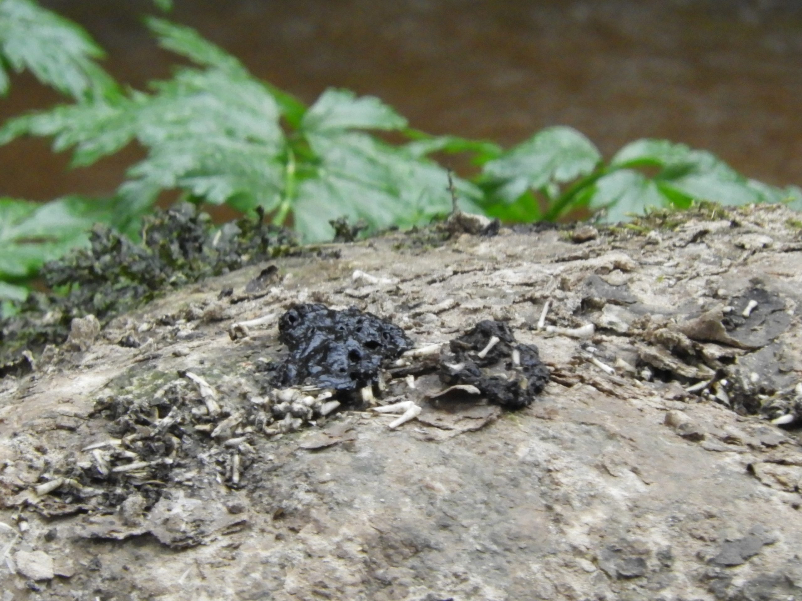 Suivi de mesures de compensation écologique