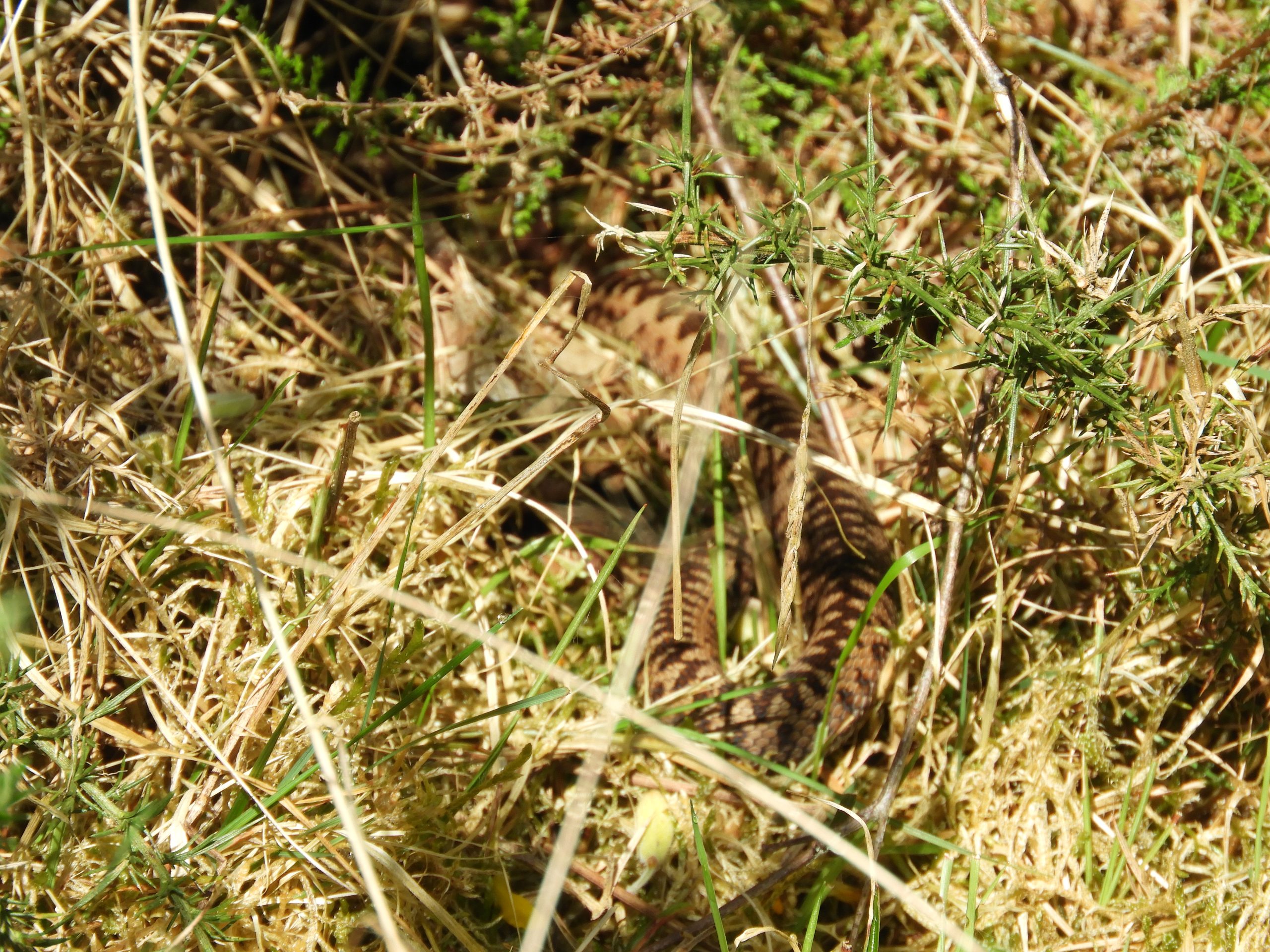 Suivi naturaliste de mesures de compensation écologique