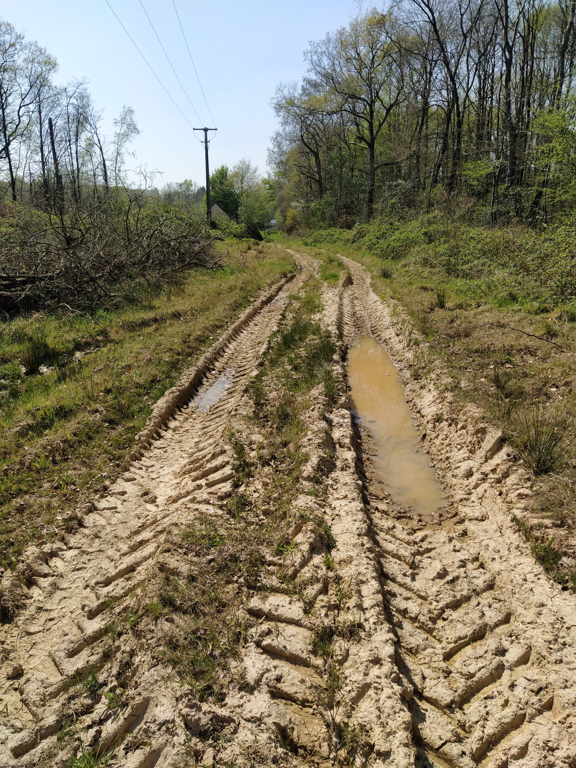 Ornière non rebouchée abritant des amphibiens