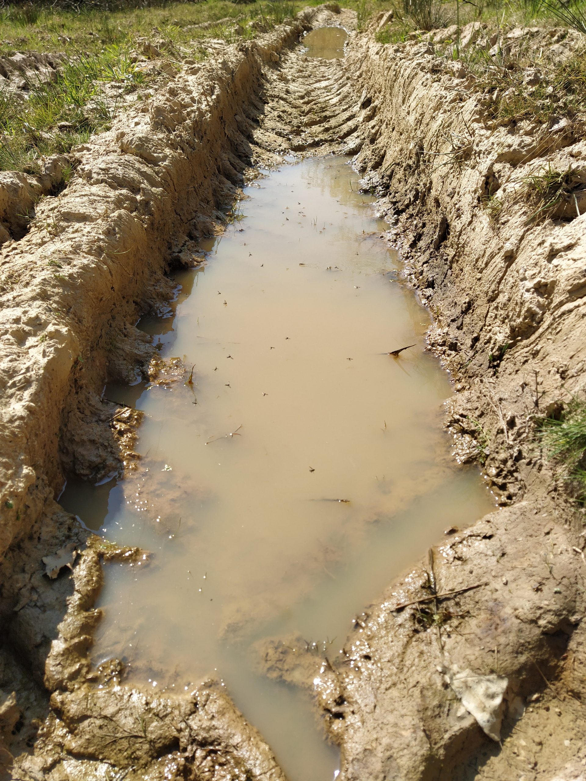 Ornière non rebouchée abritant des amphibiens