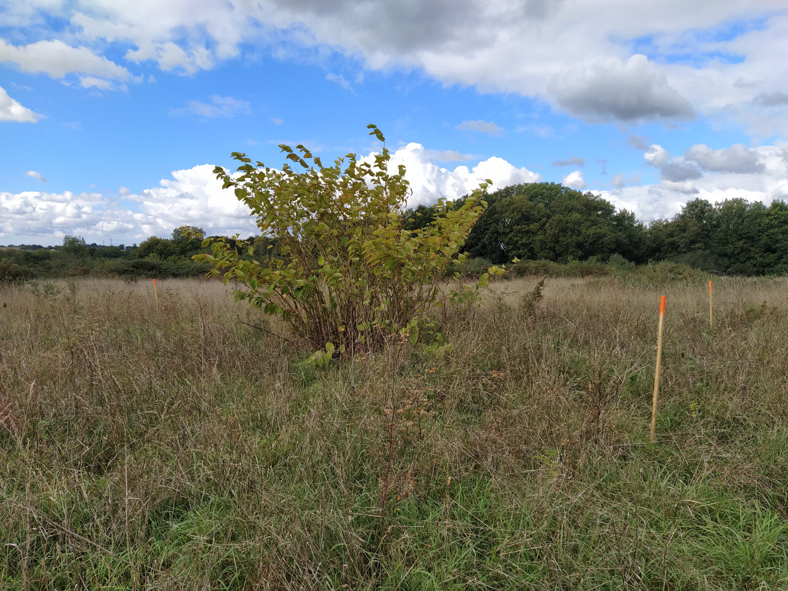 Mise en défens espèces exotiques envahissantes