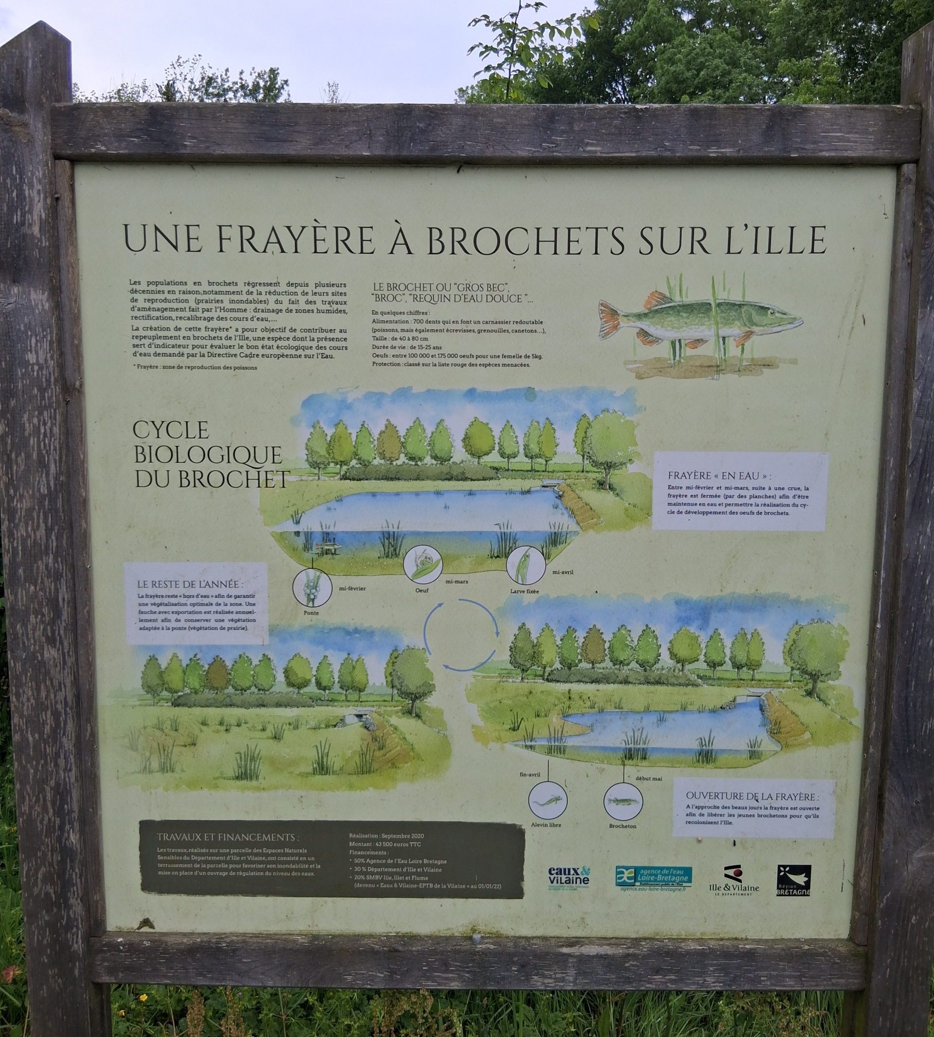 Frayère à Brochets
