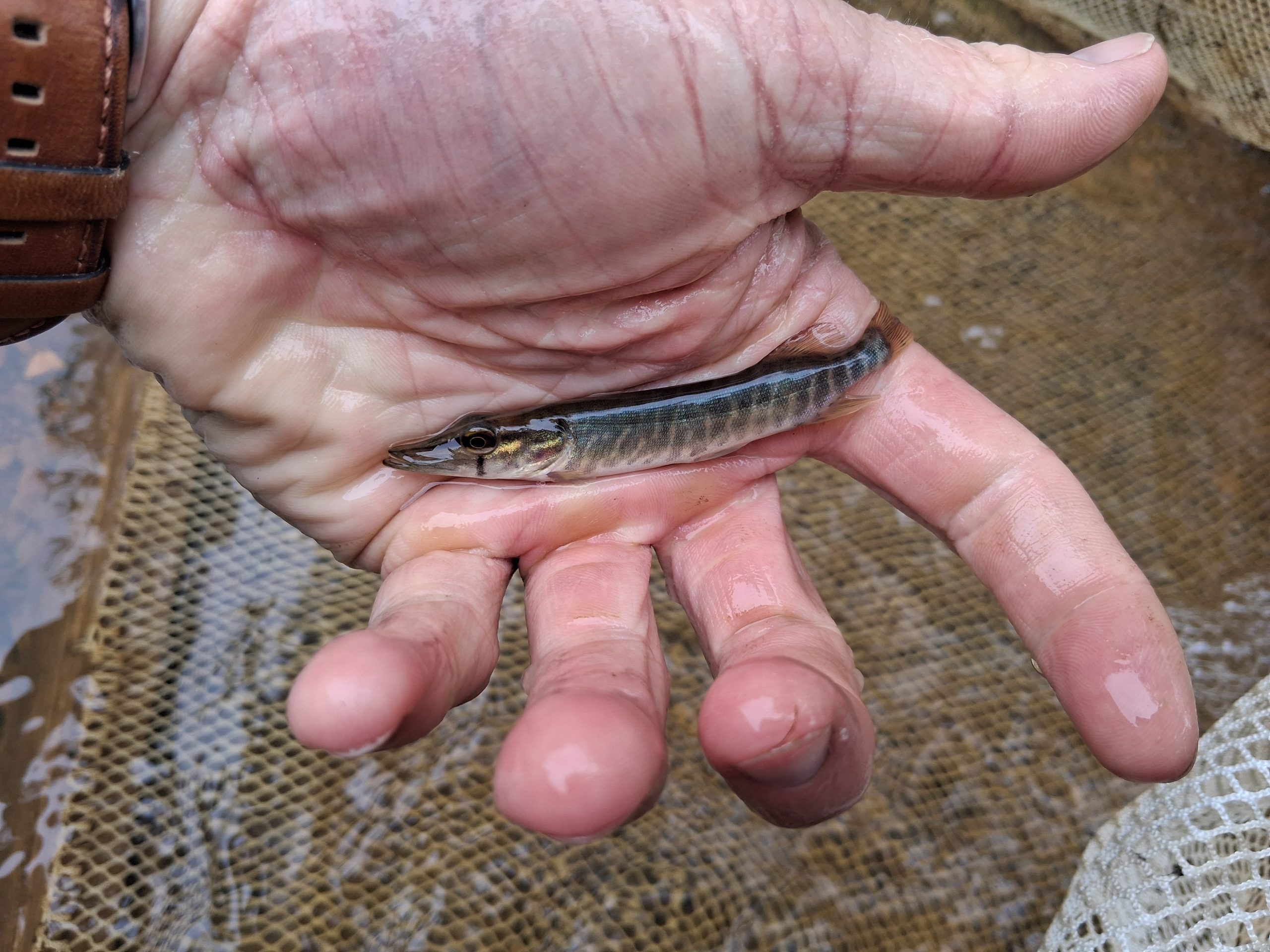 Brochet