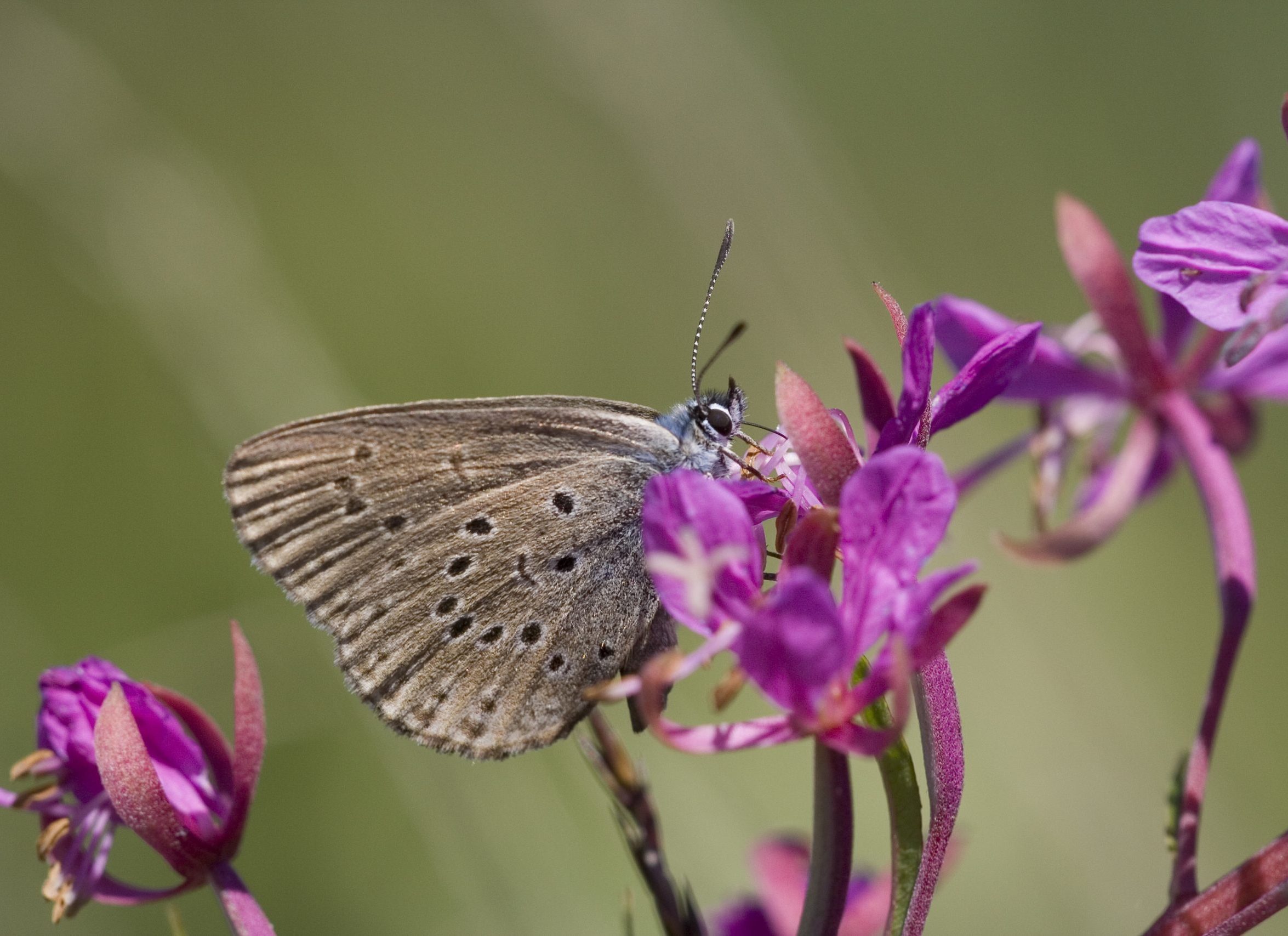 Papillon de jour : Azuré de la Pulmonaire