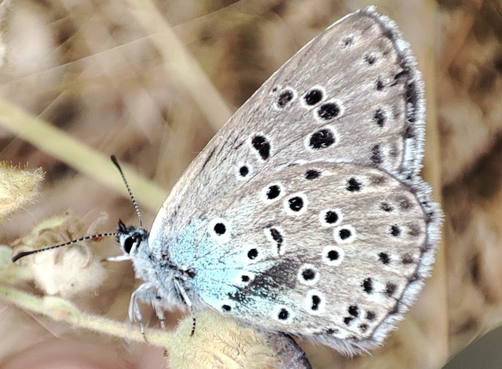 Papillon de jour : Azuré du serpolet