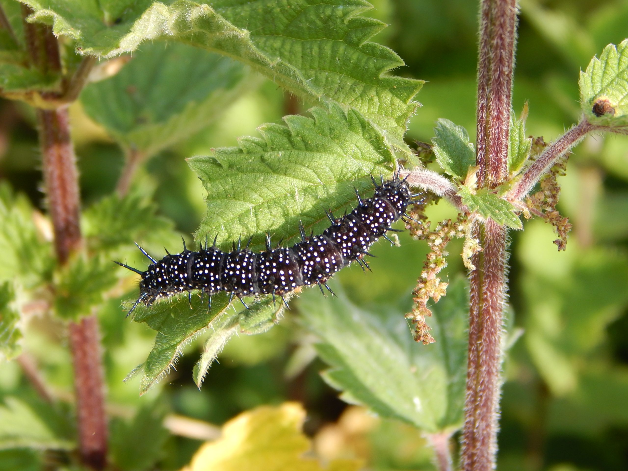 Chenille Paon-du-jour
