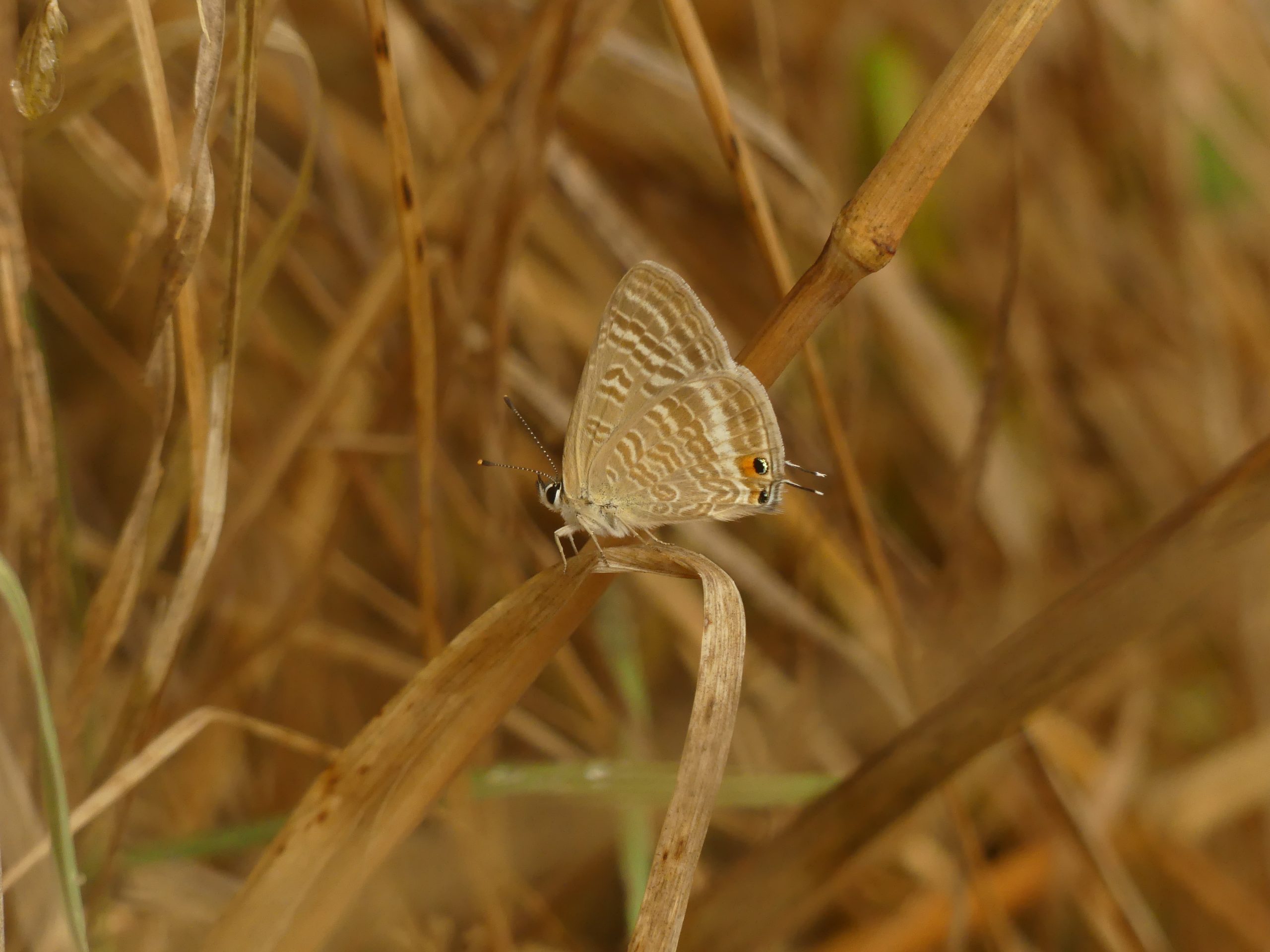 Papillon de jour : Azuré porte-queue