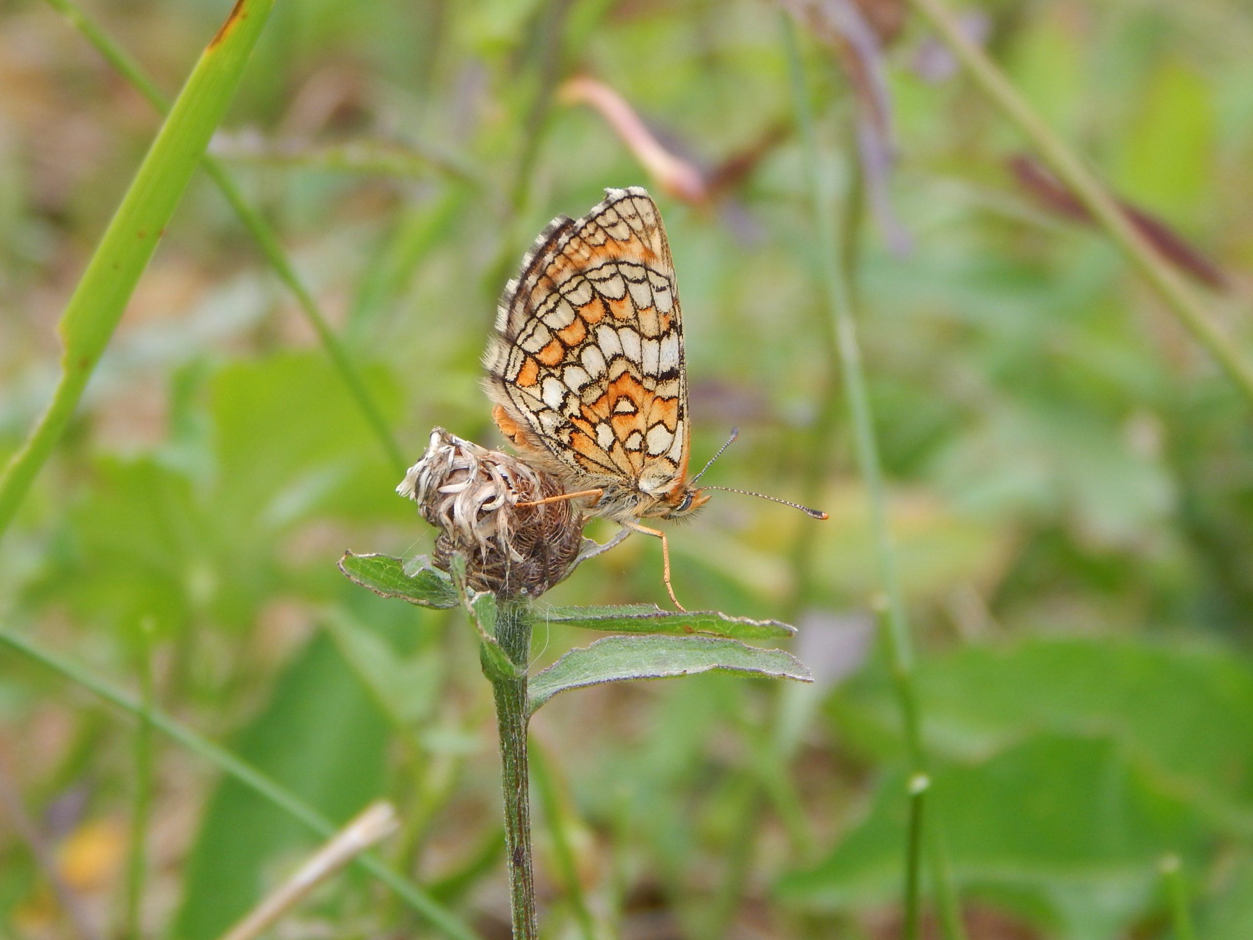 Papillon de jour : Mélitée du Mélampyre