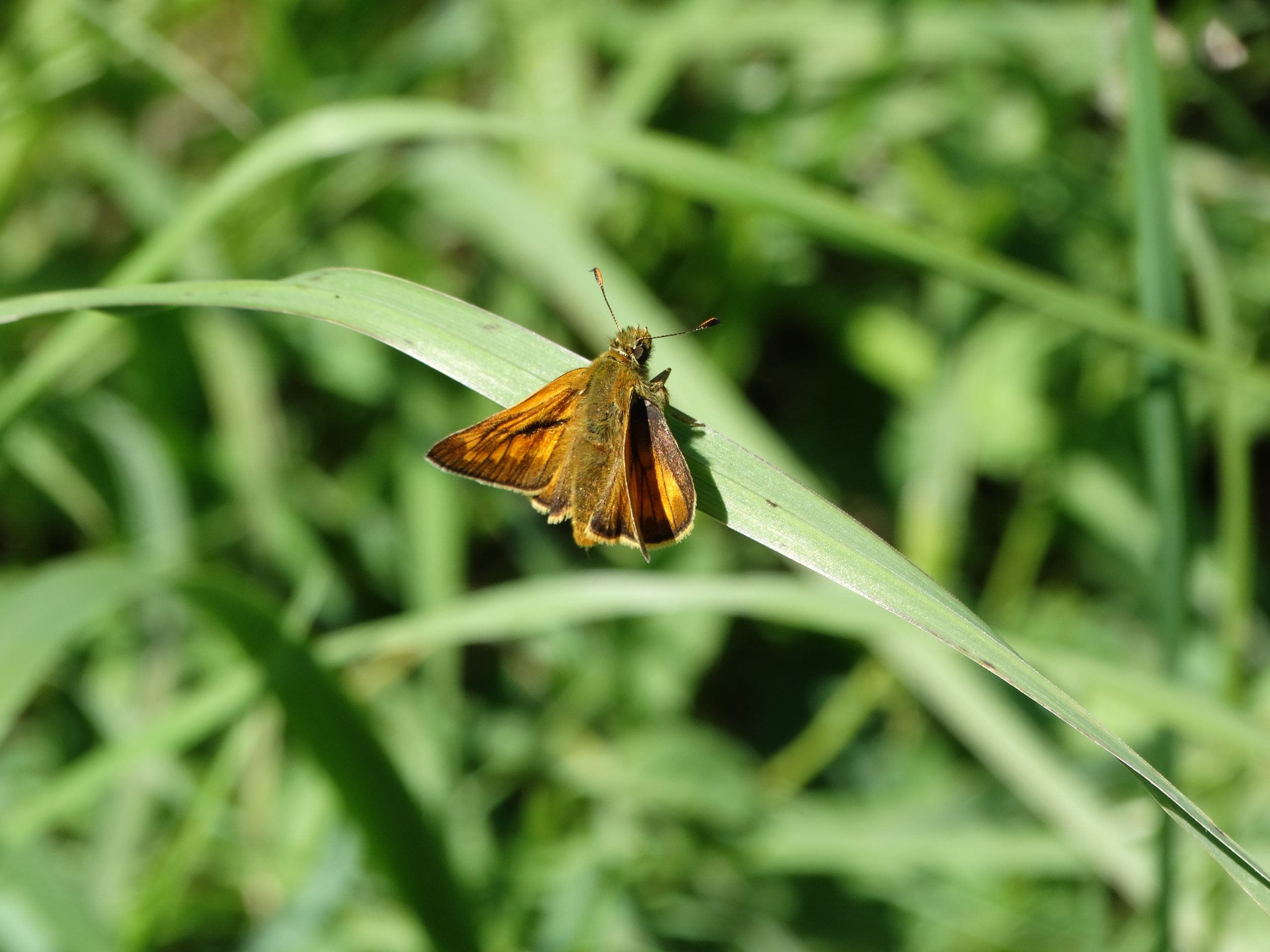 Papillon de jour : Sylvaine