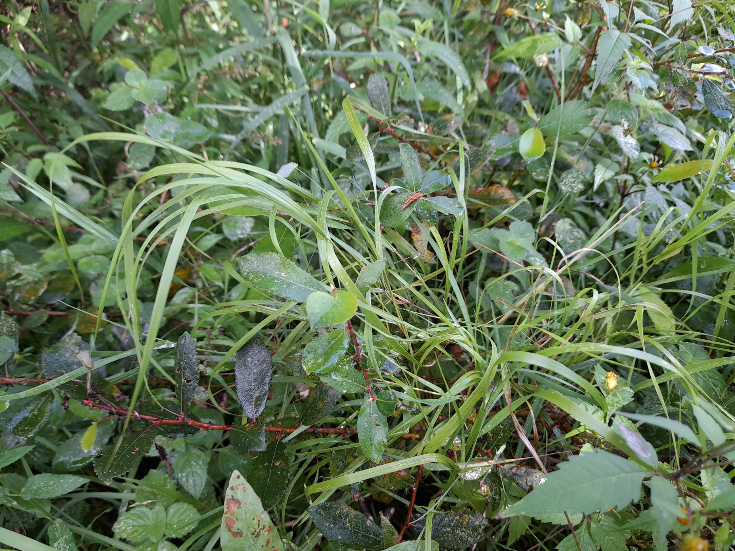 Calamagrostide blanchâtre