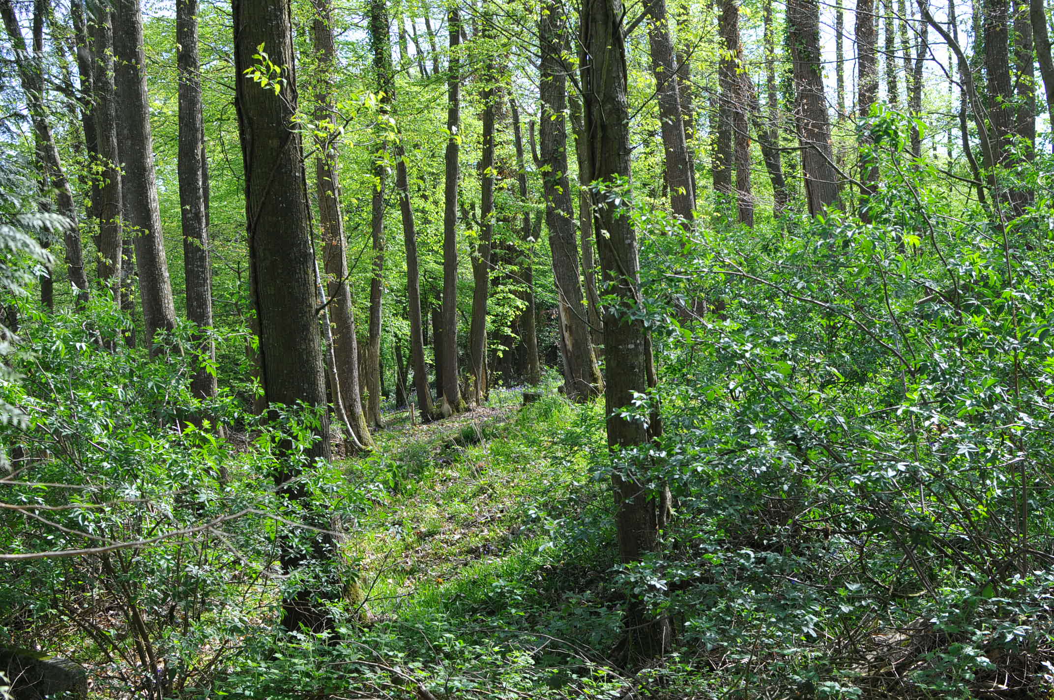 Forêts de feuillues