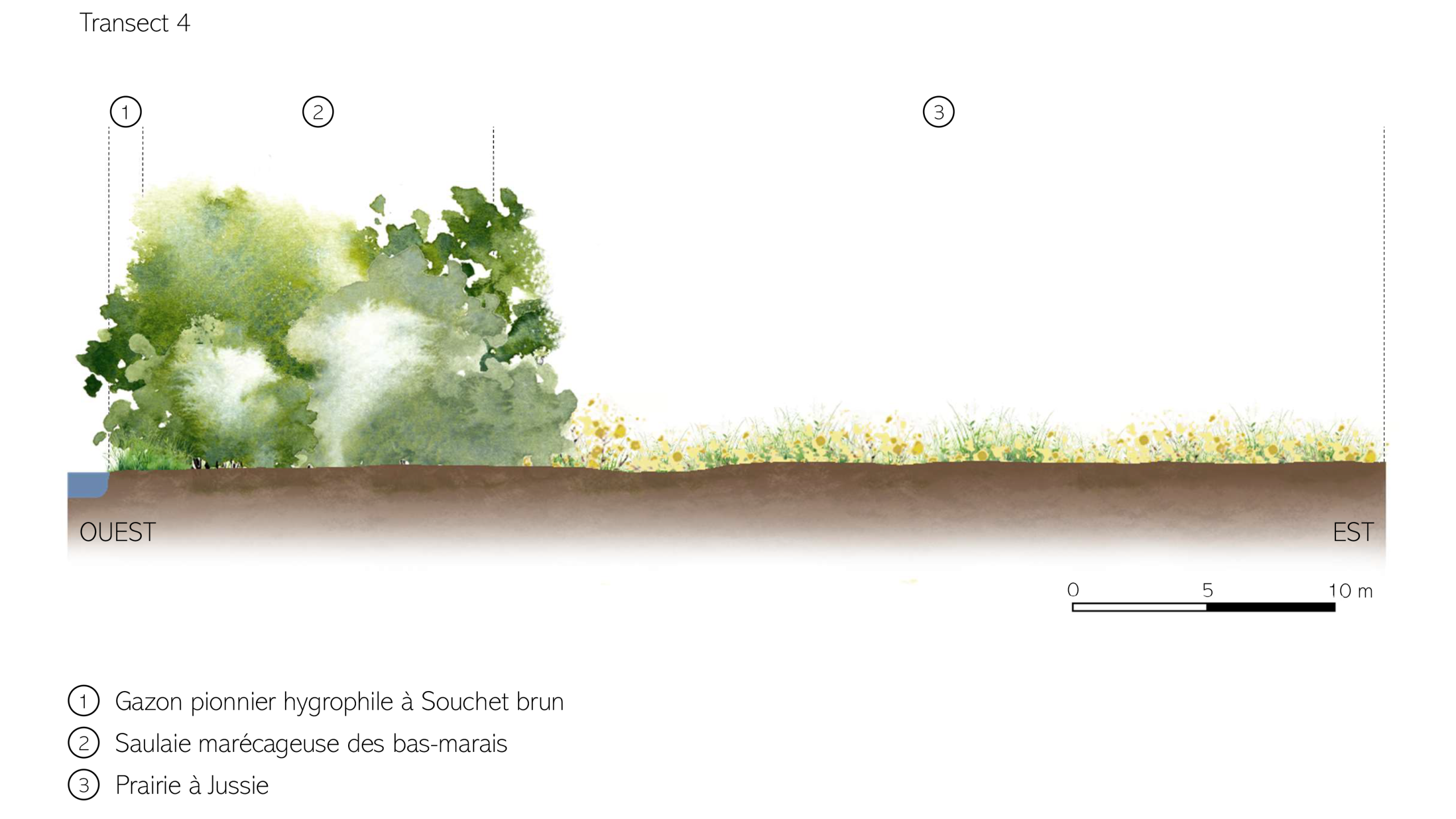 Transect suivi naturaliste