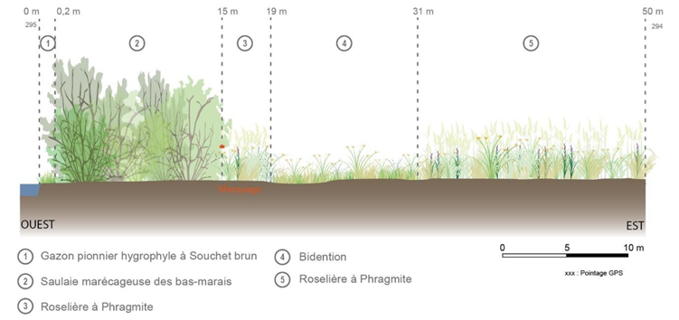 Transect suivi flore
